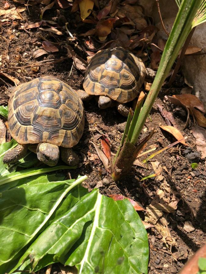 Apartmán Tortoise Crikvenica Exteriér fotografie